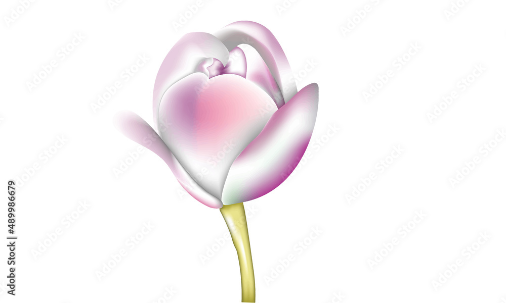 Realistic Tulip flower Realistic Tulip flower