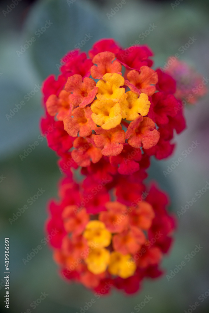 Close up of red yellow lantana flower Close up of red yellow lantana flower