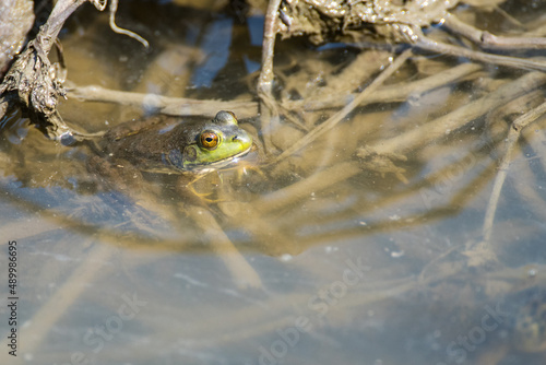 Photo American Bull frog resting in shallow water.