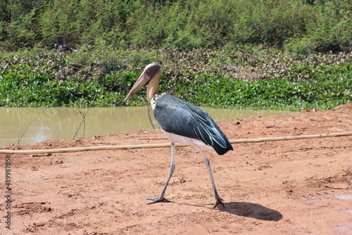 Foto The marabou stork is a large wading bird in the stork family Ciconiidae