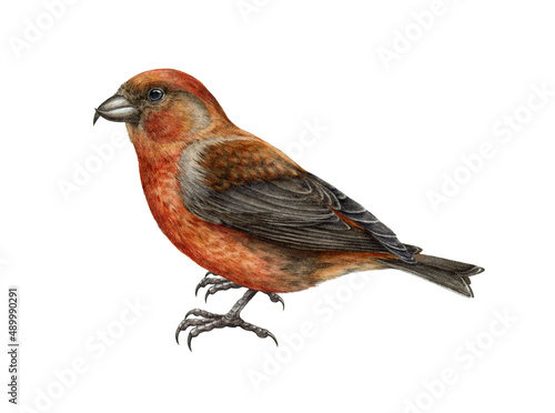 Crossbill bird. Realistic watercolor illustration. Red crossbill image on white background. Loxia curvirostra avian. Realistic forest bird. Woodland wildlife animal. Bright songbird element photo