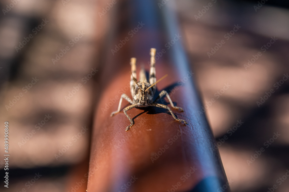 Obraz premium A Band Winged Grasshoppers in Tucson, Arizona