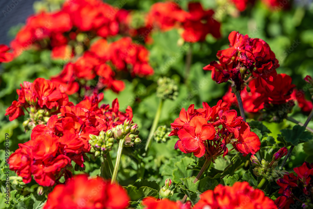 Beautiful Geraniums, a flowering plants in Tucson, Arizona Beautiful Geraniums, a flowering plants in Tucson, Arizona