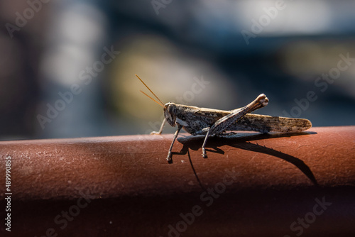 A Band Winged Grasshoppers in Tucson, Arizona