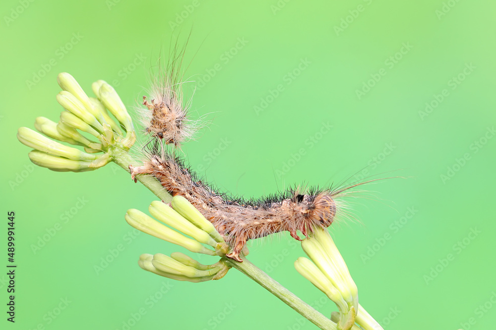 A caterpillar is eating wildflower. These animals like to eat fruit, flowers and young leaves. 