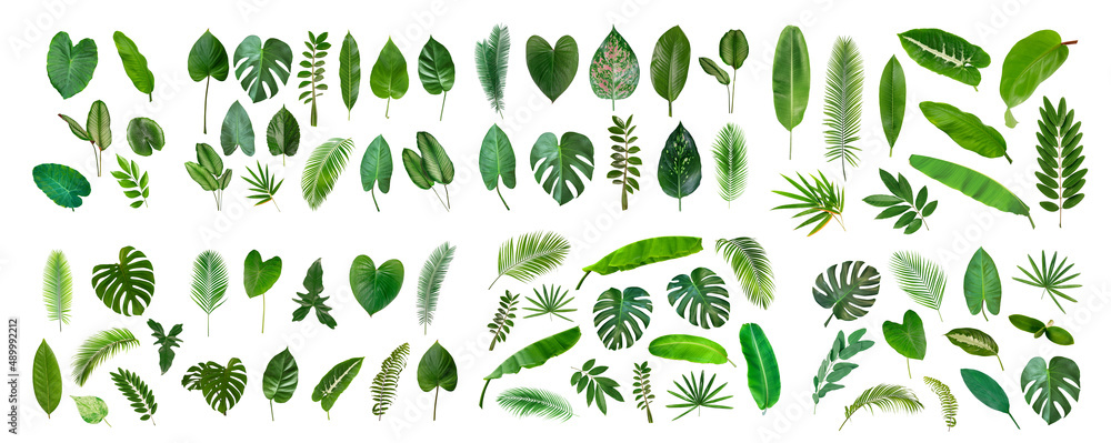 Set of Tropical leaves collection on white background. - obrazy, fototapety, plakaty 