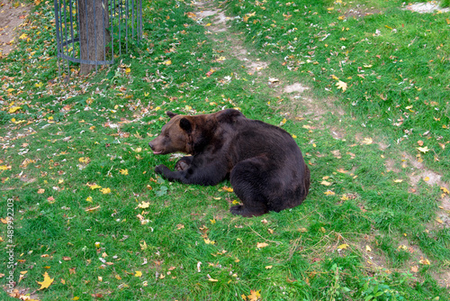 Brown bear in the Kharkiv Zoo on a sunny autumn day. Photo taken in Kharkiv Zoo, Ukraine on October 12, 2021