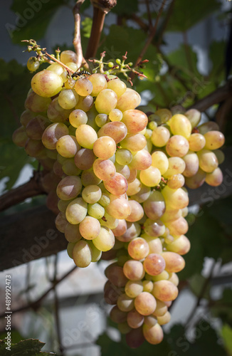 bunch of white grapes in backlight on a vineyard