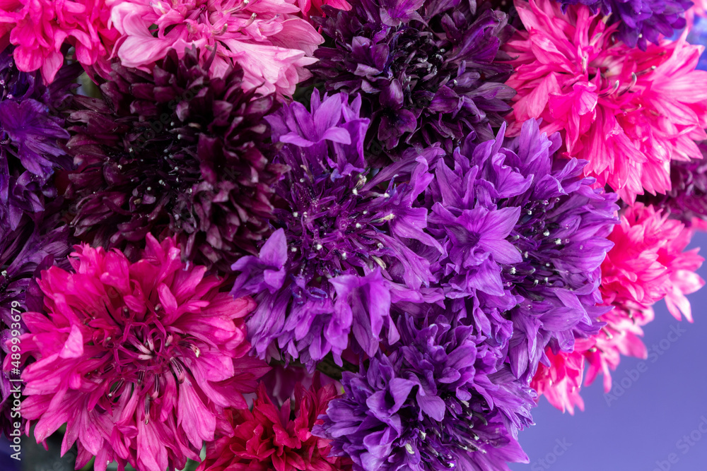 Acercamiento a plantas hermosas de colores llamativos. Acercamiento a plantas hermosas de colores llamativos.