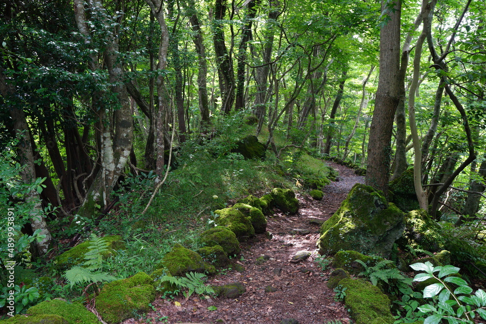 charming summer forest with path charming summer forest with path