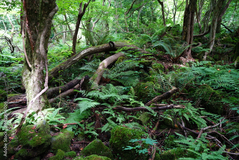 dense summer forest with fern and old trees dense summer forest with fern and old trees