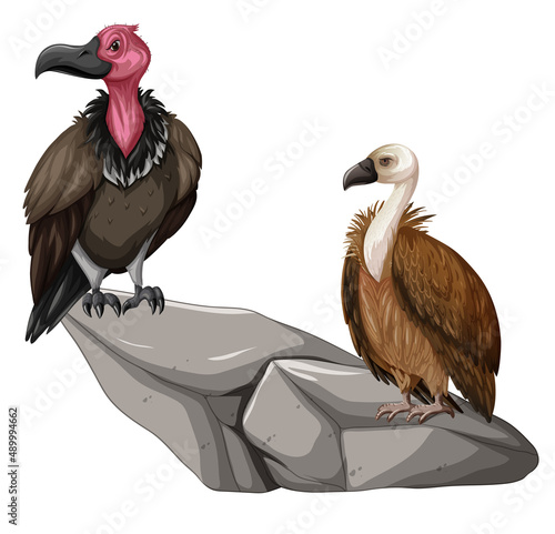Two vulture birds on the rock