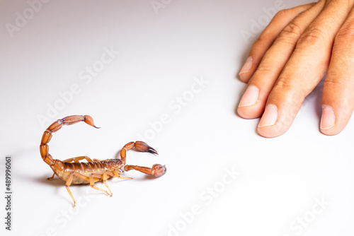 Escorpión, alacrán, aguijón con veneno sobre fondo blanco, mano humana