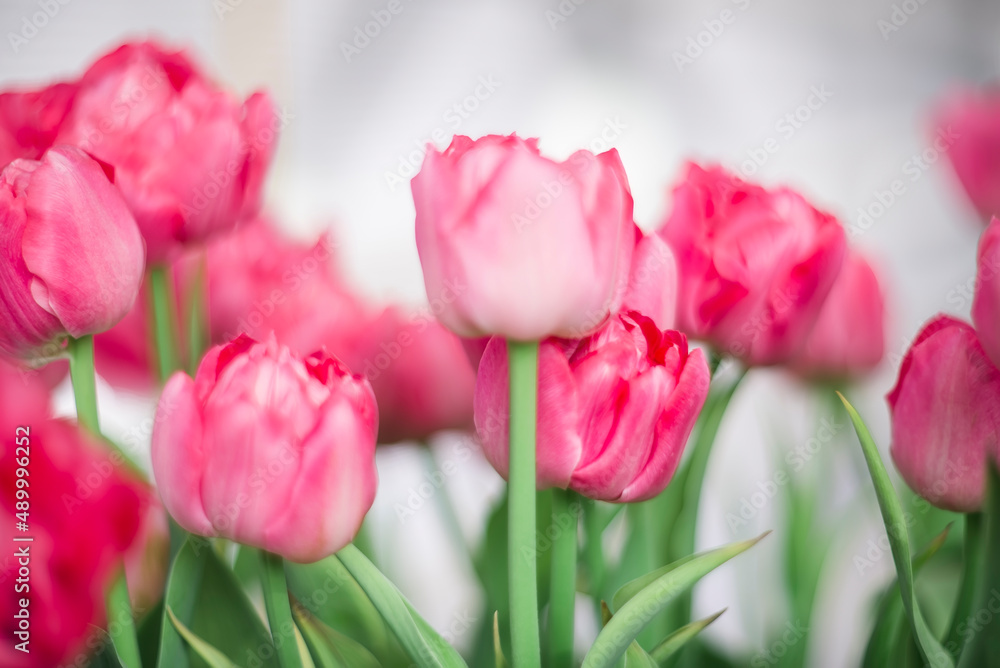 Beautiful pink tulips on a blurred background. Spring