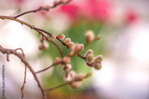 Branch with buds on a blurred background. spring background