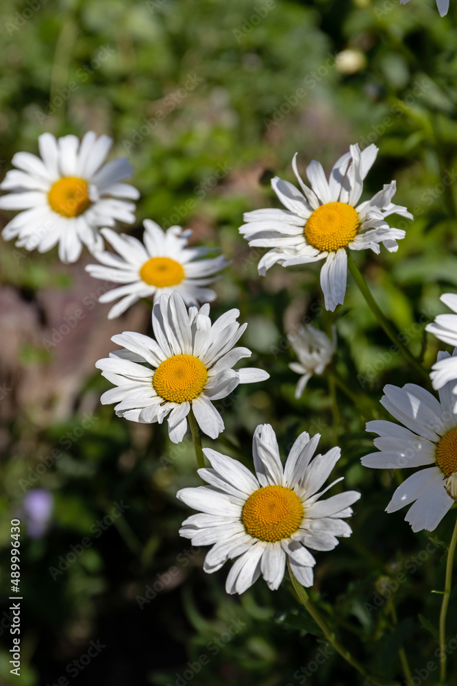 Obraz premium Flower background: magnificent blooming large garden chamomile (Asteraceae)