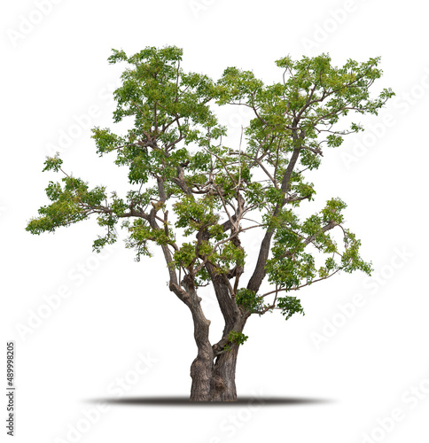Tree isolated on white background realistic with shadow in high quality clipping mask  tropical tree used for advertising design and graphic decoration