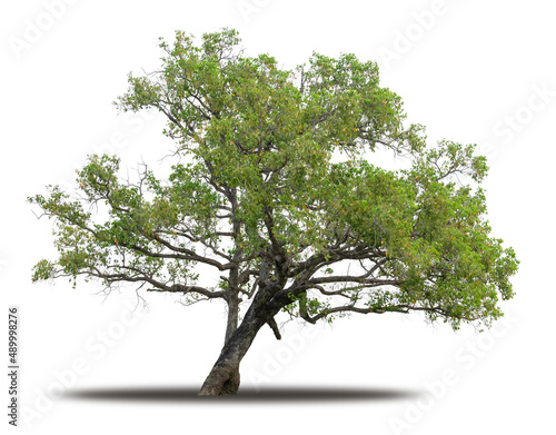 Tree isolated on white background realistic with shadow in high quality clipping mask, tropical tree used for advertising design and graphic decoration
