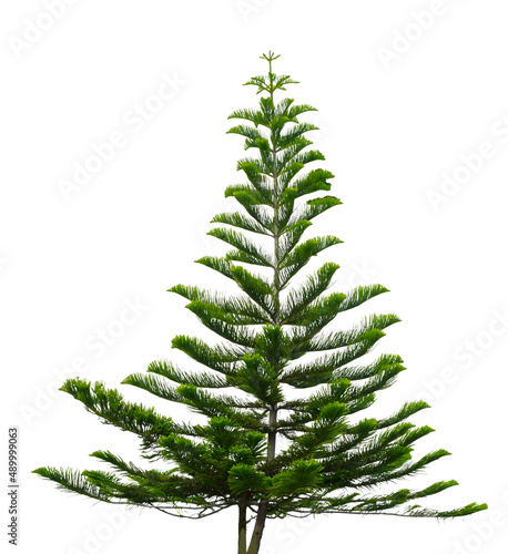Norfolk Island pine on white background photo
