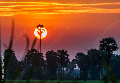 Sunset Background behind the sugar palm trees and rice field at Phetchaburi, Thailand