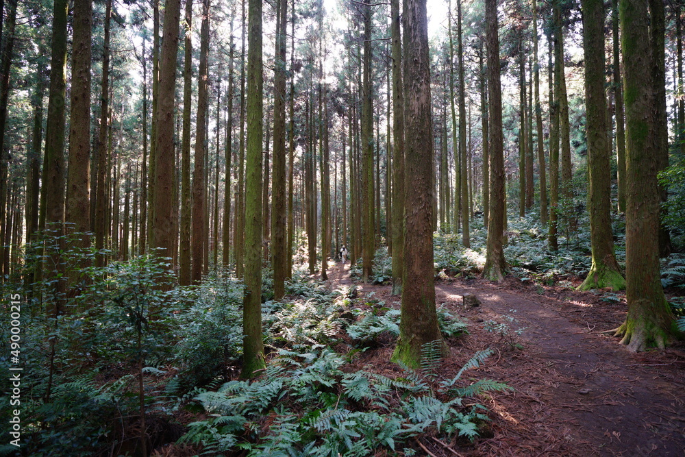 Fototapeta premium fascinating cedar forest in the sunlight