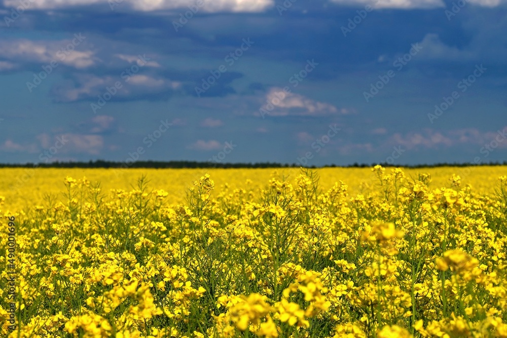 Ukrainian flag. Symbol of nature in Ukraine. Yellow field with flowering rapeseed and blue sky. The war with Russia in Eastern Europe.