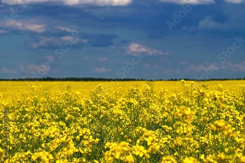 Ukrainian flag. Symbol of nature in Ukraine. Yellow field with flowering rapeseed and blue sky. The war with Russia in Eastern Europe. © montypeter