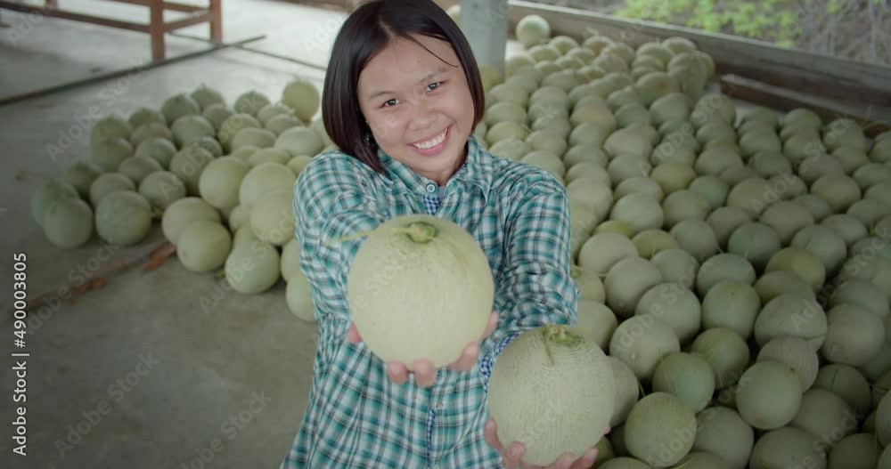 Slow motion scene of a happy smiling young Asian melon farmer helping