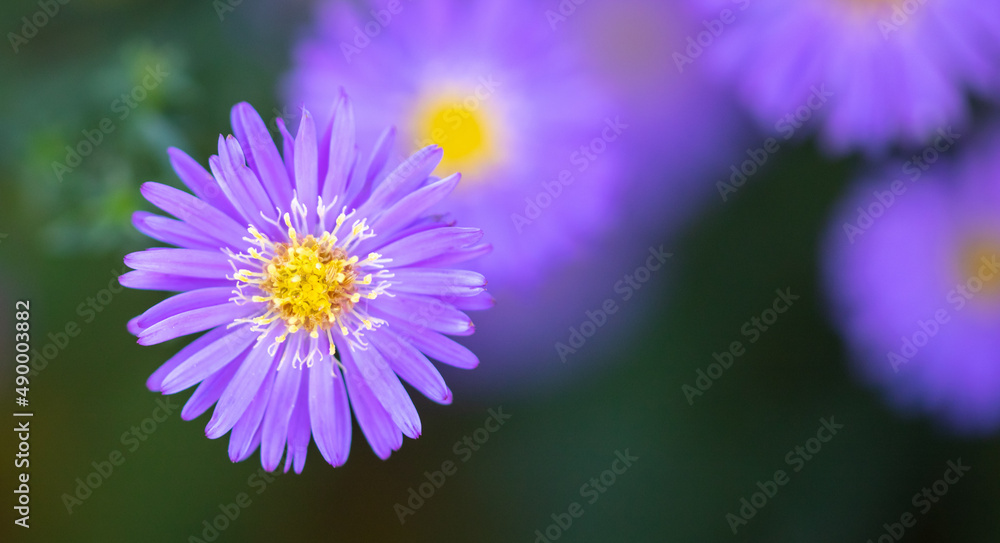Obraz premium Purple flowers in the park.