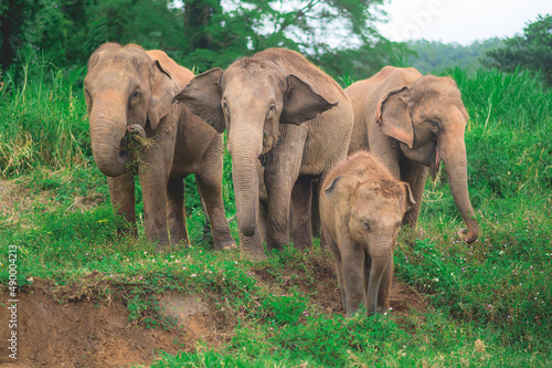 Family elephants in forest from North  Thailand.