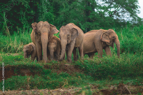 Fotografie Family elephants in forest from North, Thailand.