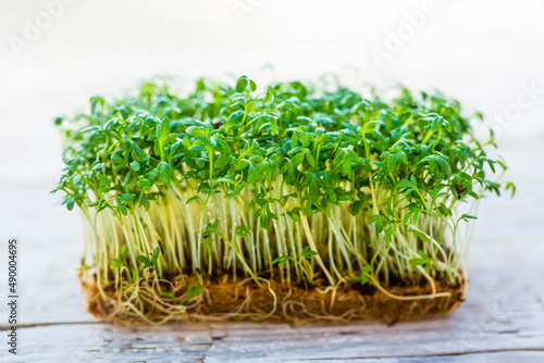 Edible and healthy green watercress. Micro Greens.
