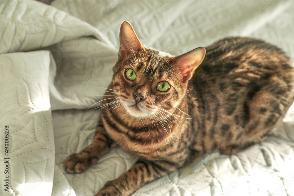 Bengal cat lies on the bed on a light-colored bedspread in the sun. Purebred feline