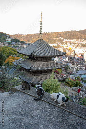三重塔を高台の上から見つめる三匹の猫たち