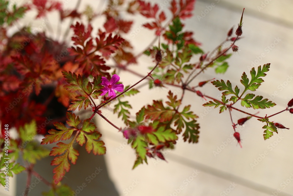 Bodziszek cuchnący Geranium robertianum fetid geranium herbs - obrazy, fototapety, plakaty 