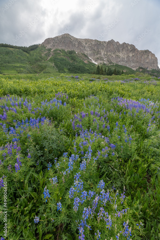 Wildflowers and mountains