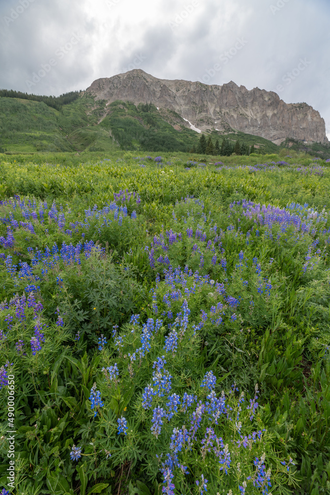 Fototapeta premium Wildflowers and mountains