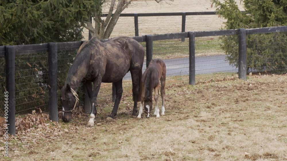 A newborn foal with its mother on a horse racing ranch in Kentucky A newborn foal with its mother on a horse racing ranch in Kentucky