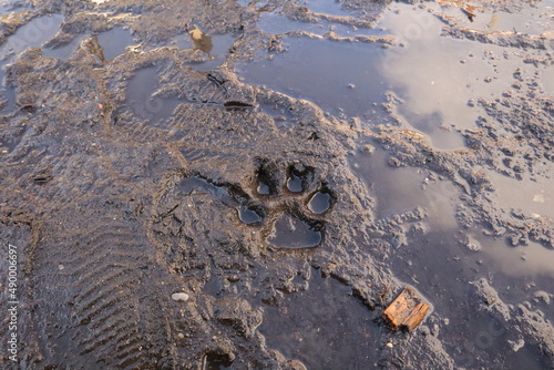 Photography Dog footprint on clay, earth, soil land