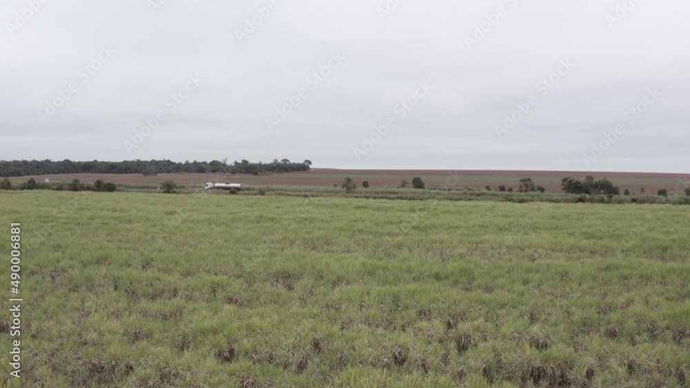 Sugar cane plantation brazil - horizontal drone filming near crops with road on the background Sugar cane plantation brazil - horizontal drone filming near crops with road on the background