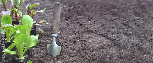 shovel next to seedling of lettuce with copy space on soil background