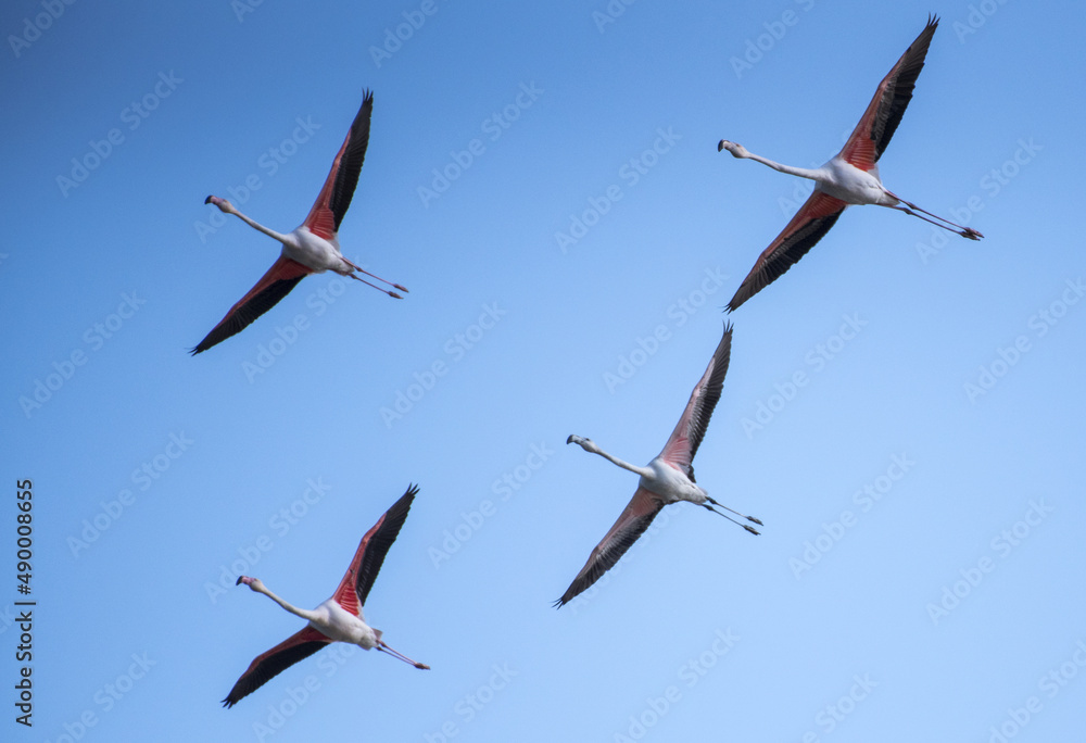 Obraz premium Fenicottero rosa, Phoenicopterus roseus Pallas