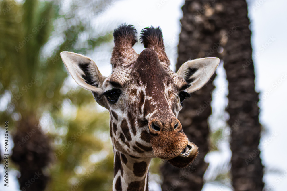 Obraz premium portrait of a giraffe