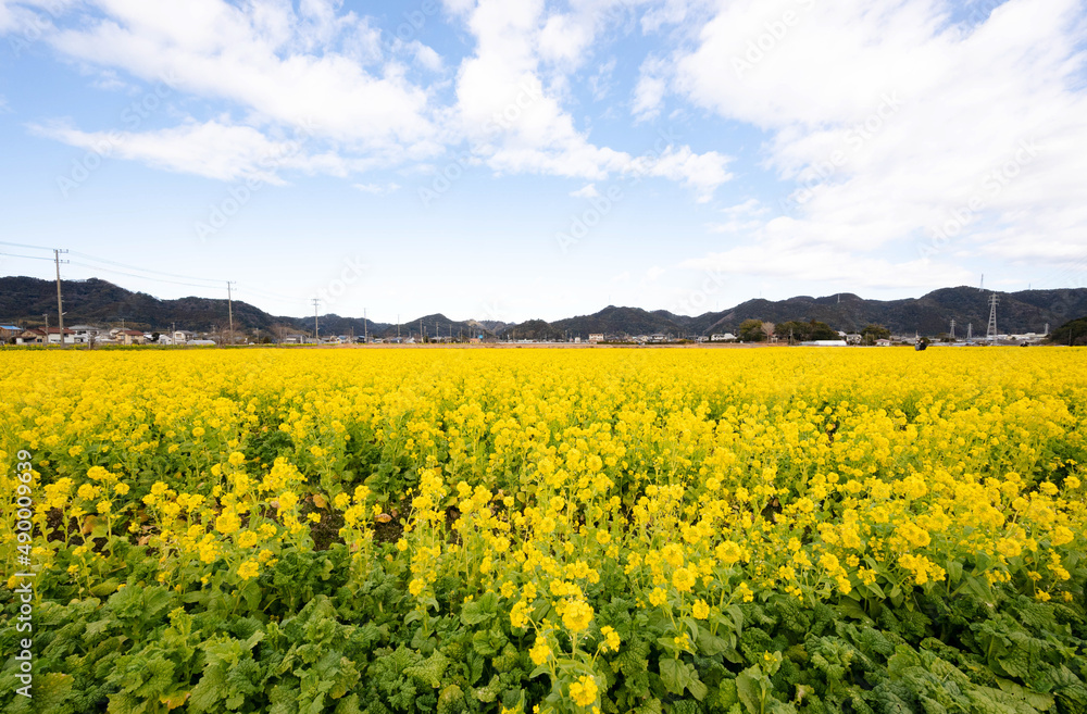早春の南房総 鴨川の菜な畑ロード 青空のもと満開の菜の花が一面に輝く 早春の南房総 鴨川の菜な畑ロード 青空のもと満開の菜の花が一面に輝く