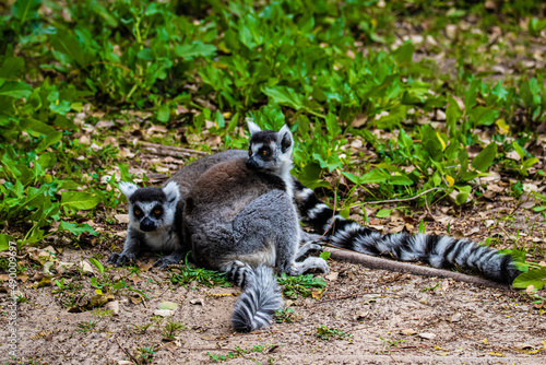 two lemurs on a ground 