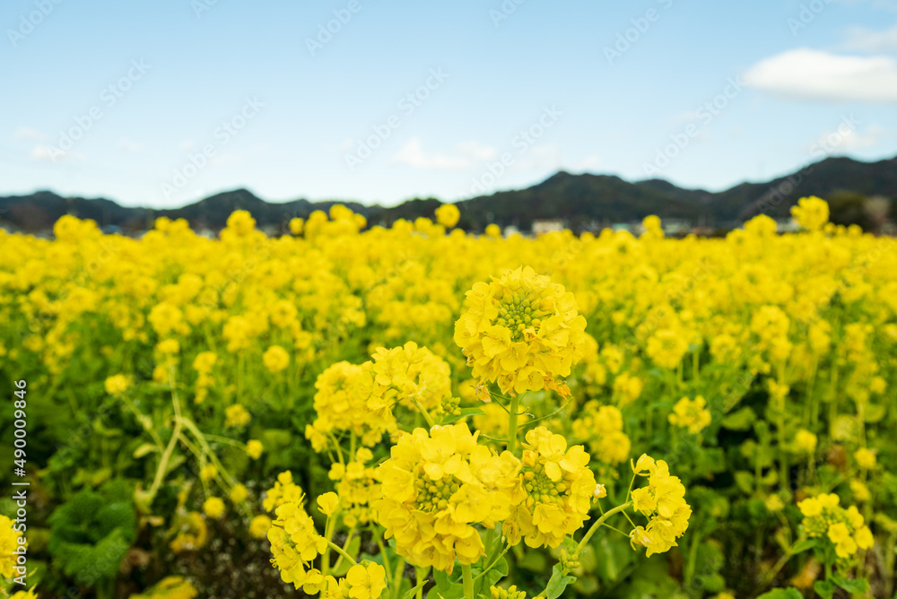 早春の南房総 鴨川の菜な畑ロード 青空のもと満開の菜の花が一面に輝く
