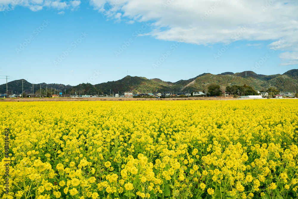 早春の南房総 鴨川の菜な畑ロード 青空のもと満開の菜の花が一面に輝く 早春の南房総 鴨川の菜な畑ロード 青空のもと満開の菜の花が一面に輝く