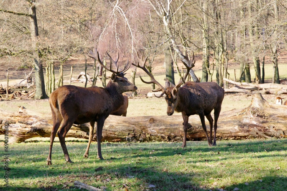 Fototapeta premium Rothirsche