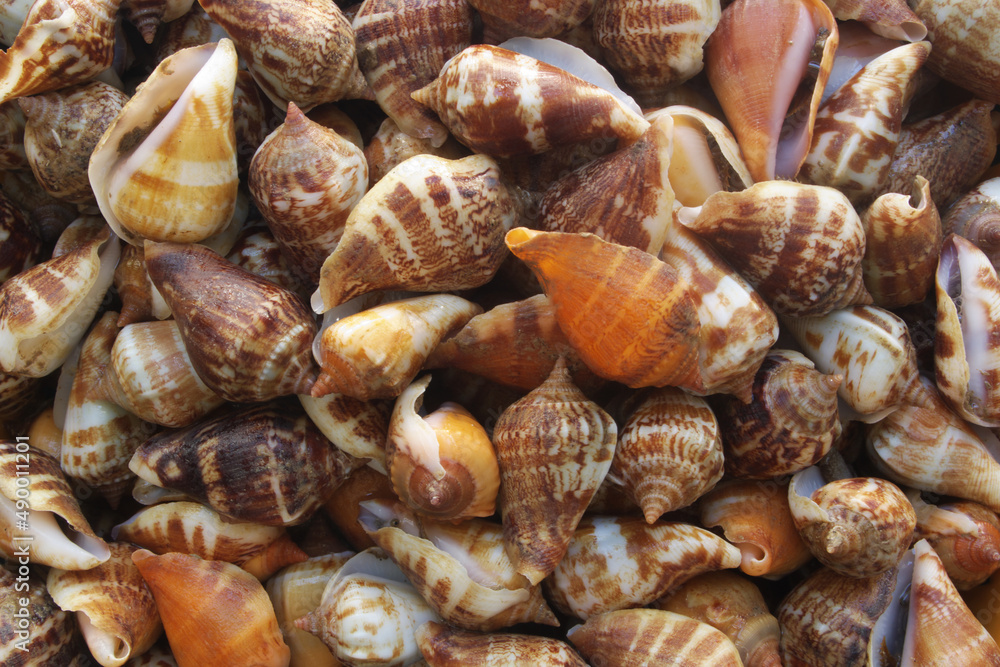 Seashells as background, many sea snails mixed Seashells as background, many sea snails mixed