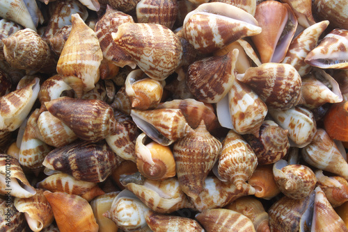 Seashells as background, many sea snails mixed	